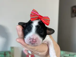 Miniature Poodle dogs Akc Clear Tri Red Bow - Ad 3