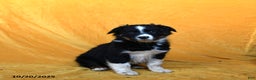 Australian Shepherd dogs for sale: Patches - Ad 2