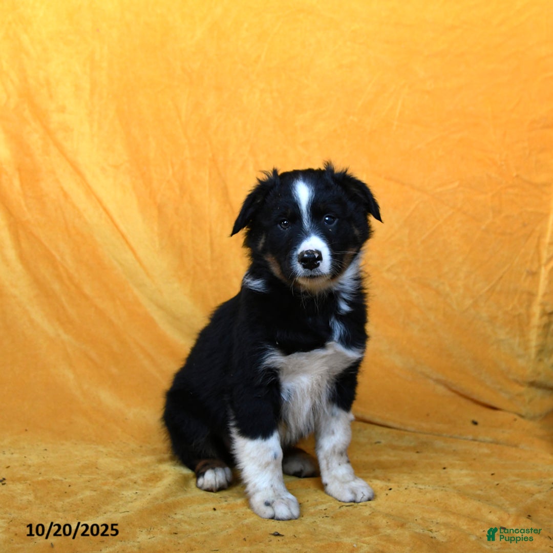 Australian Shepherd dogs for sale: Patches - Ad 2