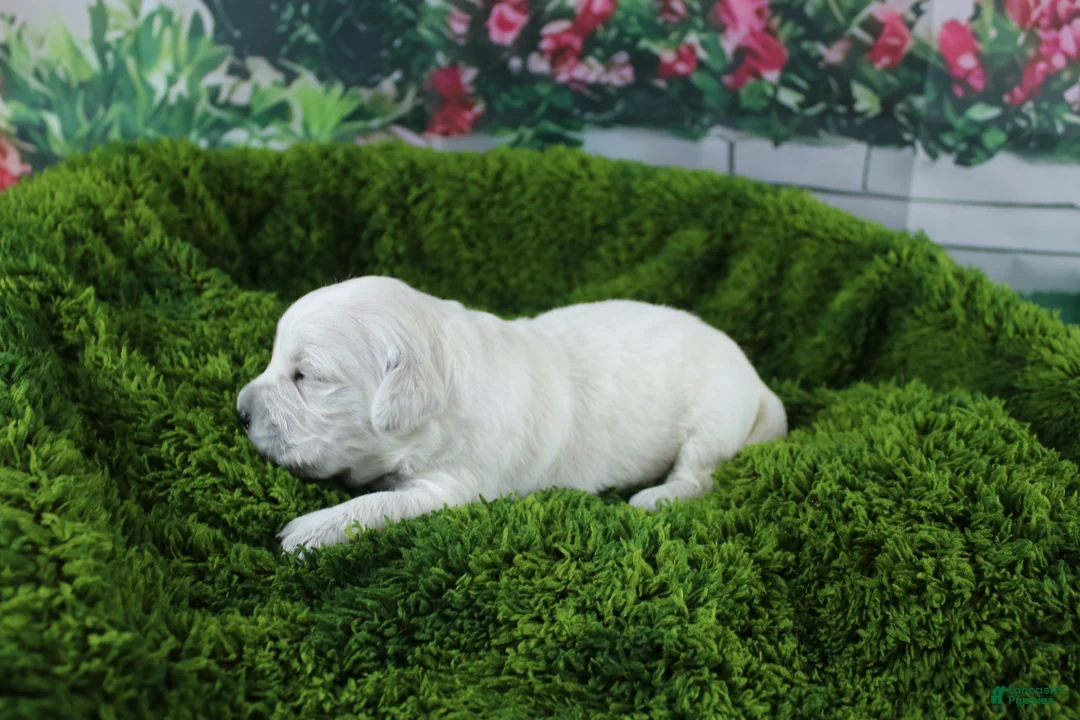 Golden Retriever dogs for sale: Marshmallow - Ad 1