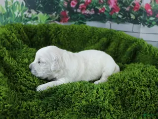 Golden Retriever dogs Marshmallow - Ad 17