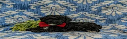 Cockapoo dogs for sale: Niall Hypoallergenic - Ad 4