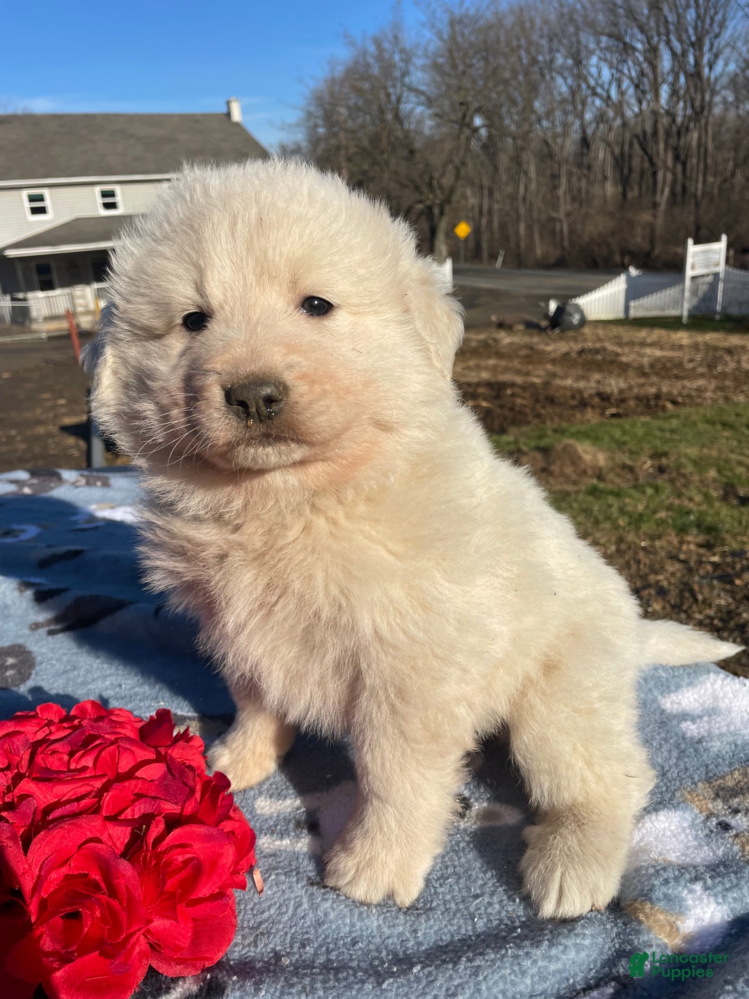 Great Pyrenees dogs for sale: Fluffy - Ad 4