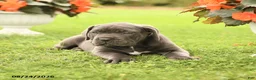 Cane Corso dogs for sale: Drew - Ad 3