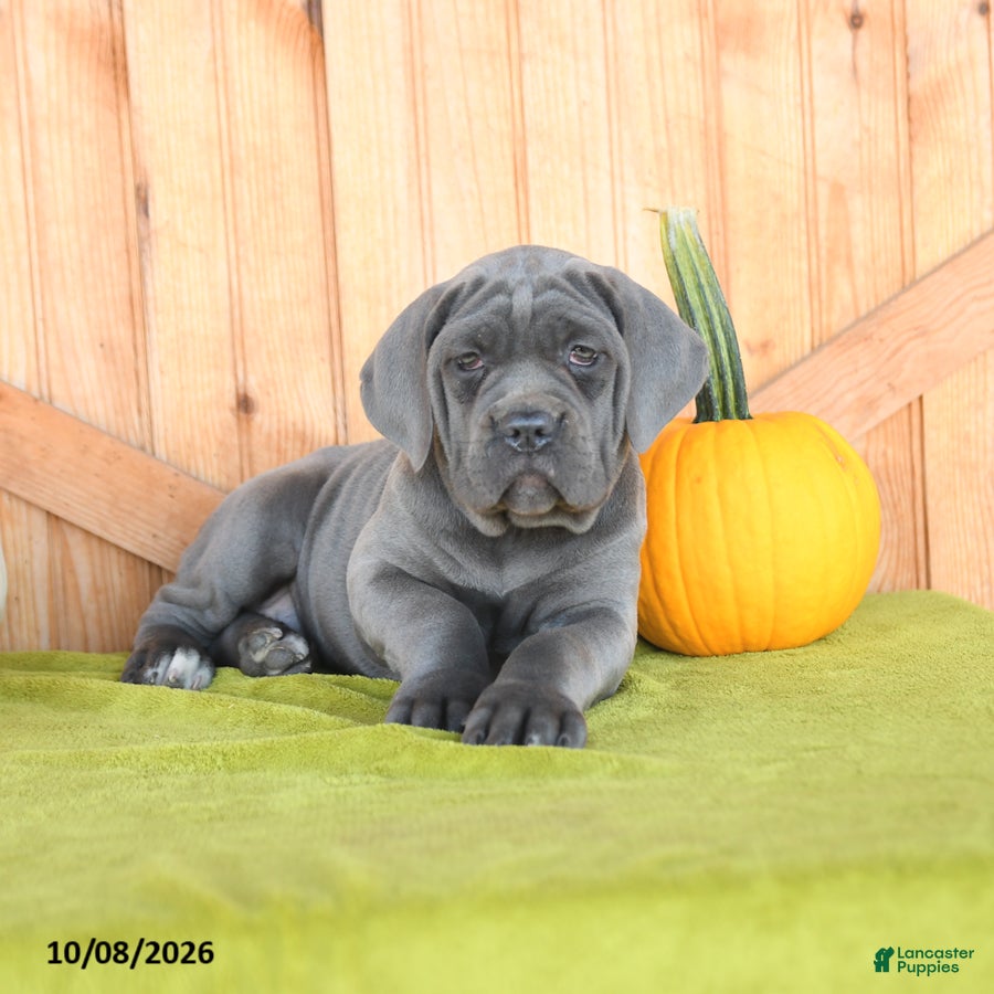 Cane Corso dogs Clementine - Ad 2