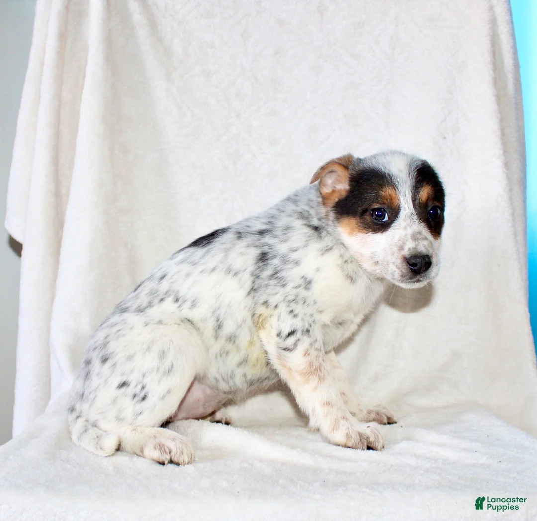 Australian Cattle Dog dogs for sale: Ronda - Ad 6