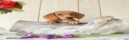 Miniature Dachshund dogs for sale: Ollie - Ad 3