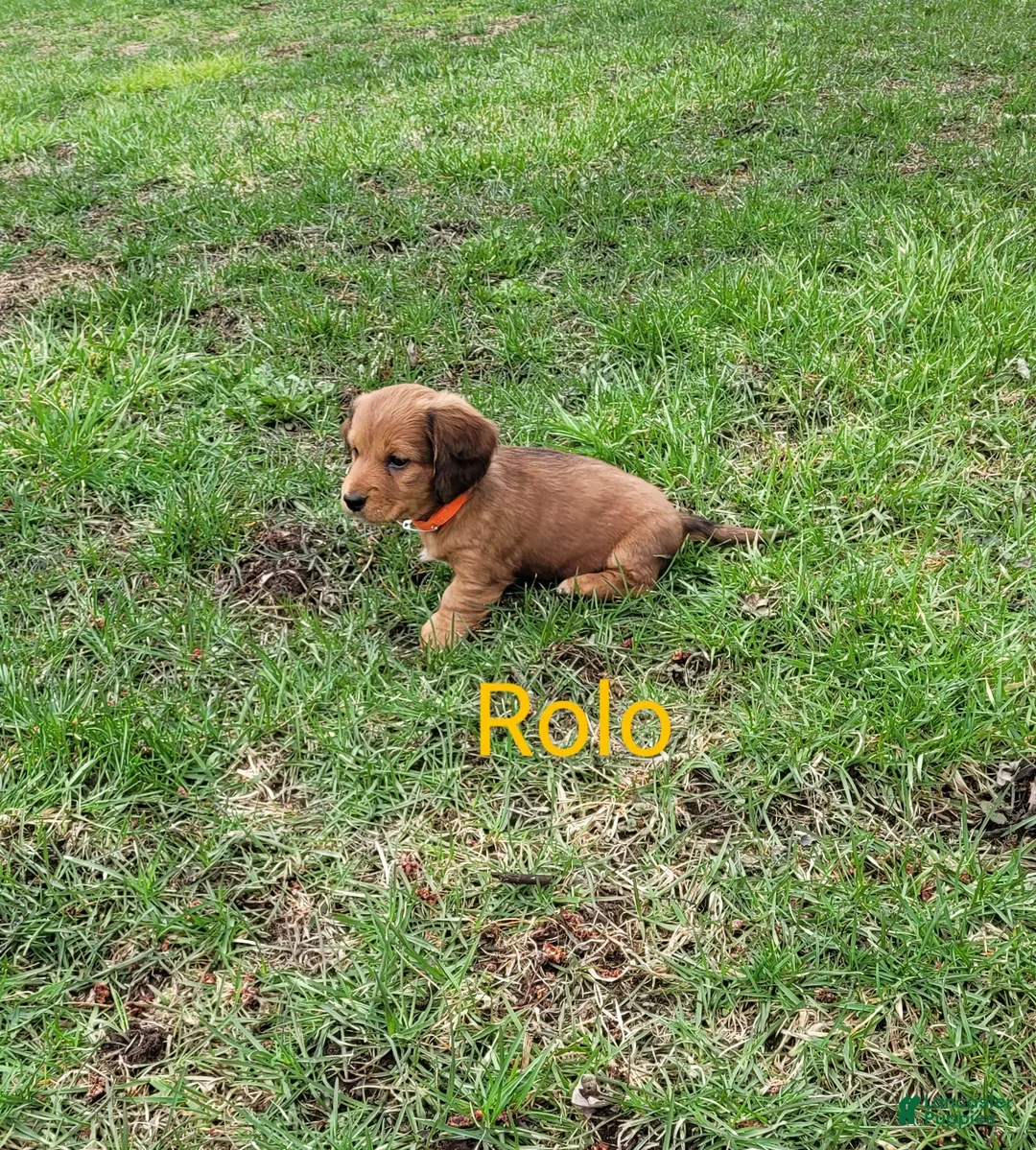 Dachshund dogs for sale: Rolo - Ad 3