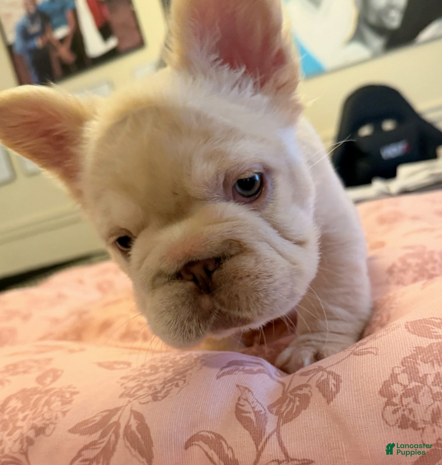 French Bulldog dogs French Bulldog Puppy 1 - Ad 16