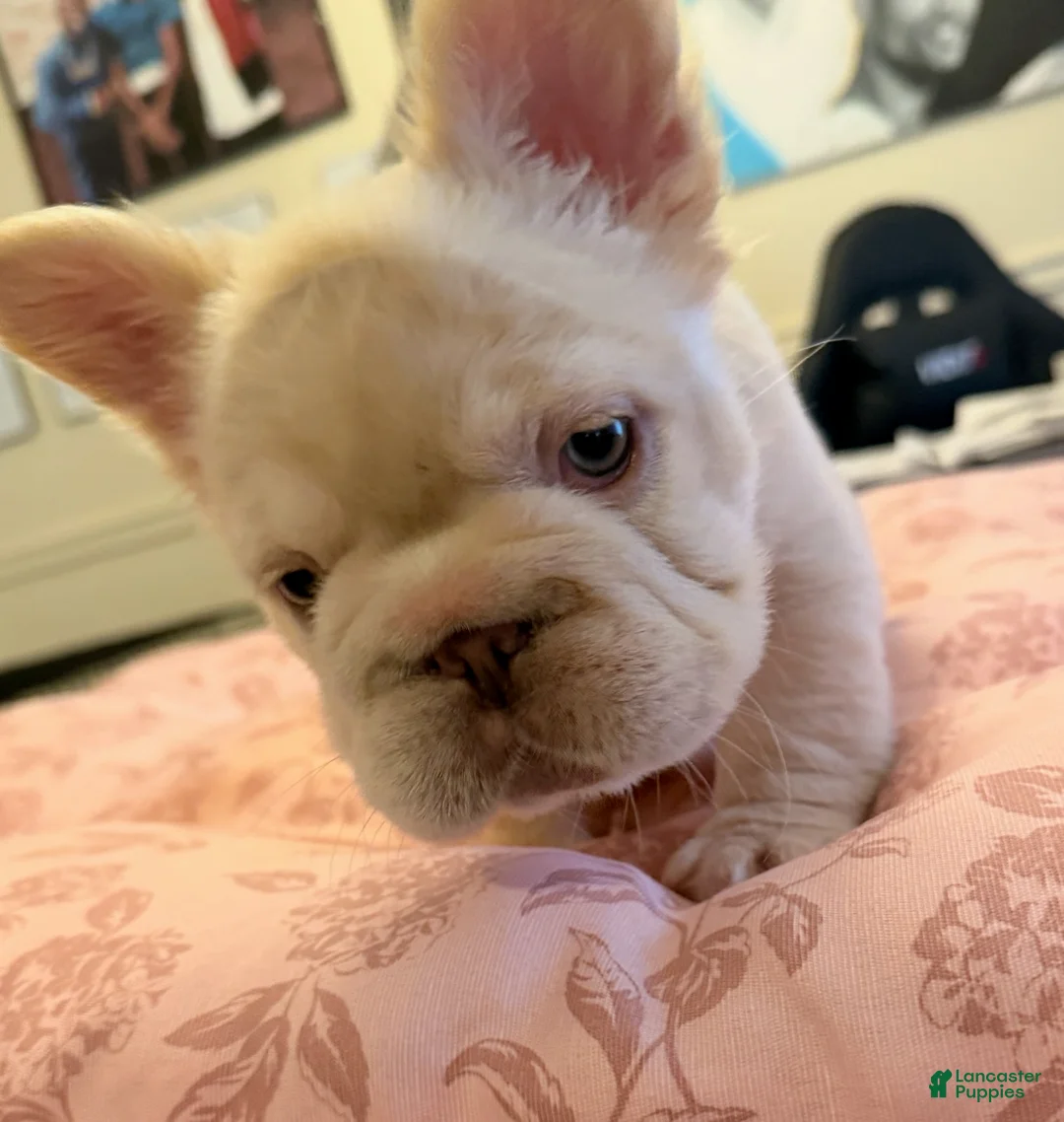 French Bulldog dogs for sale: French Bulldog Puppy 1 - Ad 1