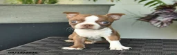 Boston Terrier dogs for sale: Willow  - Ad 3