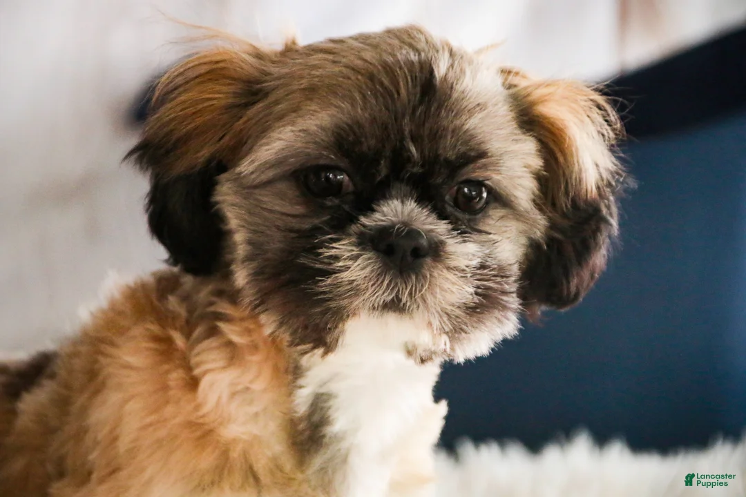 Shih Tzu dogs for sale: Shep - Ad 2
