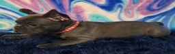 French Bulldog dogs for sale: Daisy - Ad 5