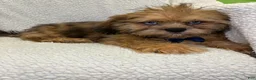 Shihpoo dogs for sale: Shihpoo 2 - Ad 3