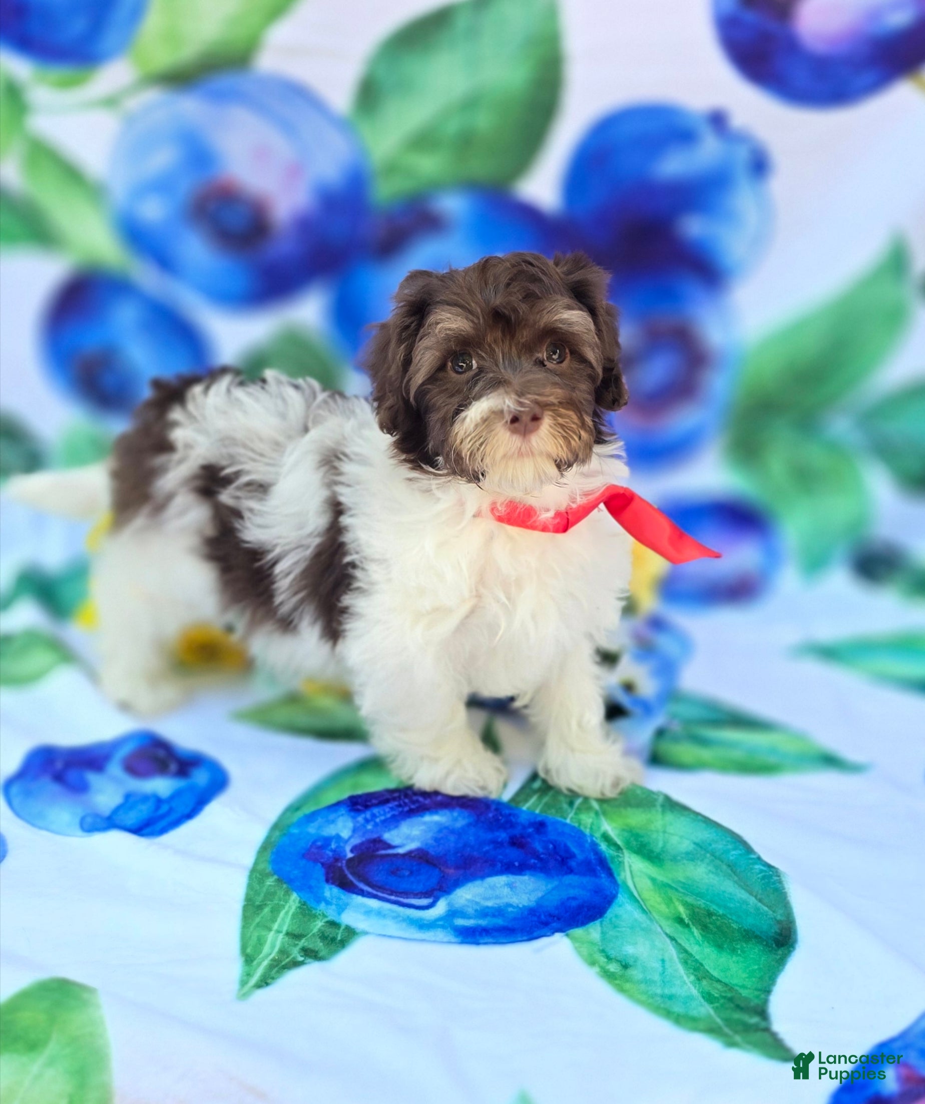 Havapoo dogs Derby - Ad 1