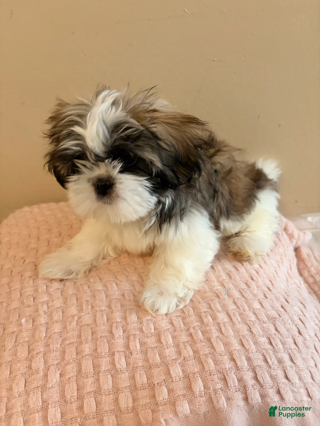 Shih Tzu dogs for sale: Cupcake - Ad 2