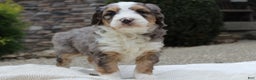 Mini Bernedoodle dogs for sale: Lucia  - Ad 6