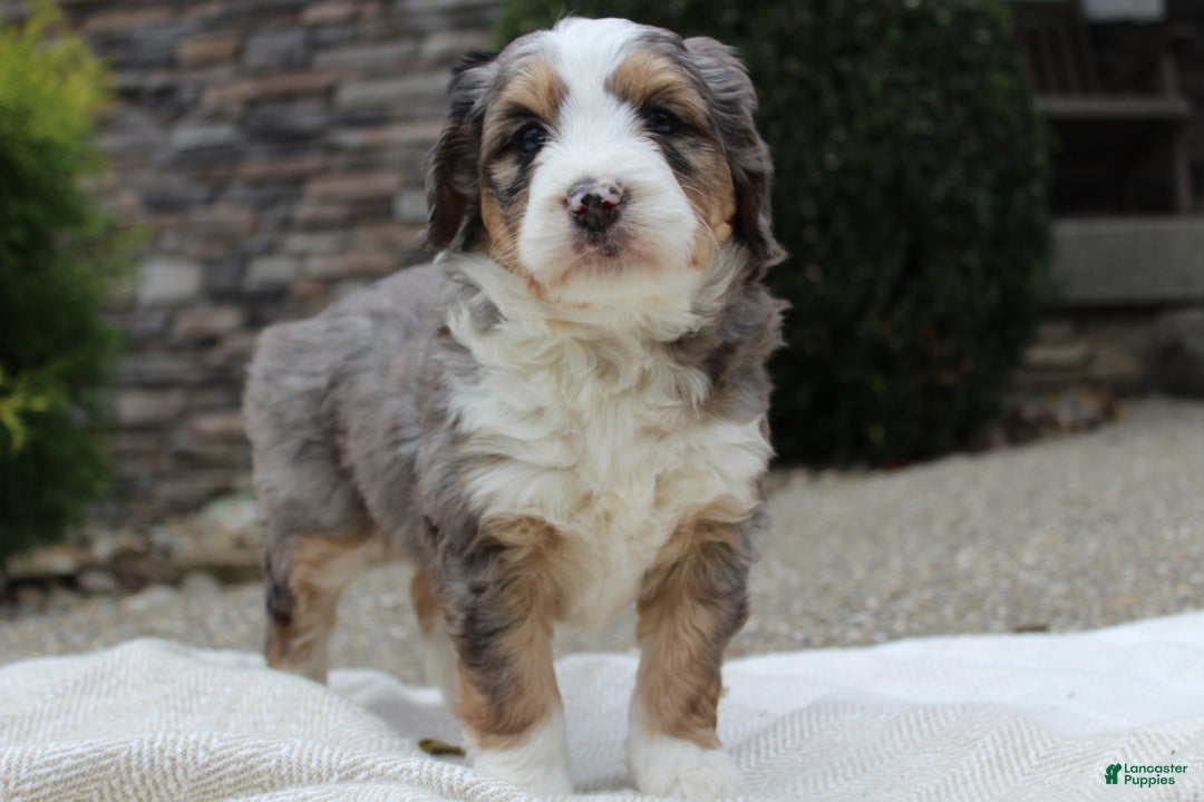 Mini Bernedoodle dogs for sale: Lucia  - Ad 6