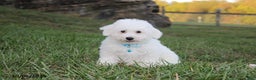 Bichon Frise dogs for sale: Carson - Ad 3