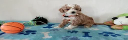 Cavapoo dogs for sale: Peyton  - Ad 4