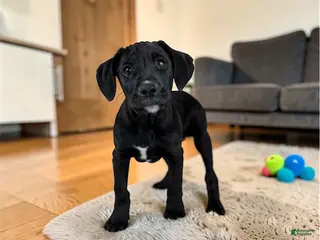 Boxer dogs Bentley - Ad 38