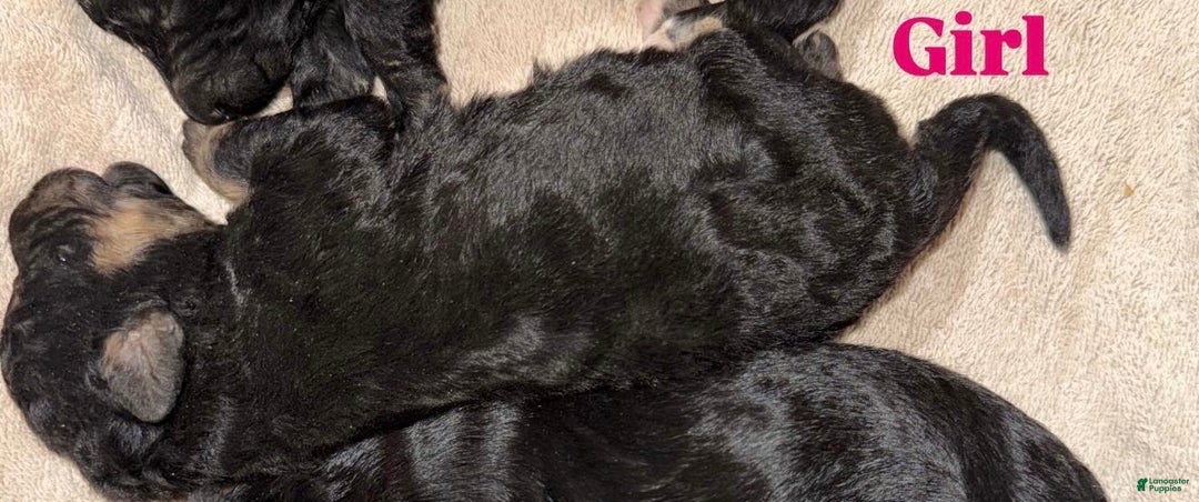 Aussiedoodle dogs for sale: Lilly - Ad 1