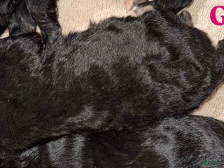 Aussiedoodle dogs Lilly - Ad 6