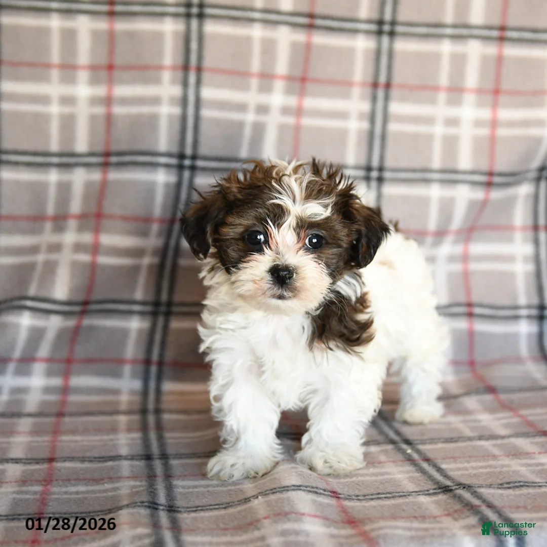 Mixed Breed dogs for sale: Quincy - Ad 2