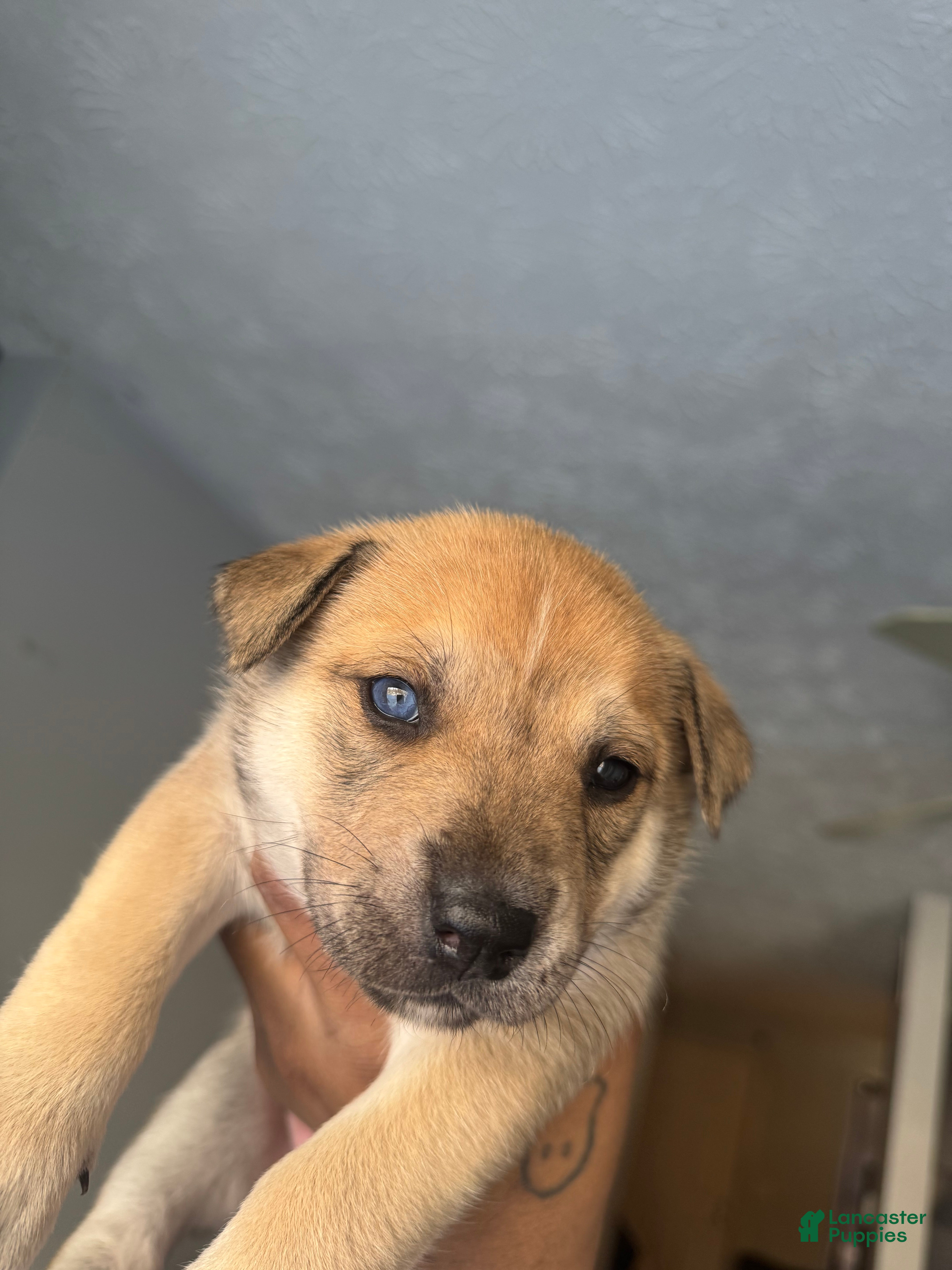 Mixed Breed dogs Mixed Breed Puppy 5 - Ad 8