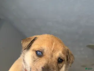 Mixed Breed dogs Mixed Breed Puppy 5 - Ad 3