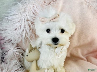 Maltese dogs Maltese Puppy 1 - Ad 11