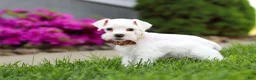 Miniature Schnauzer dogs for sale: Wilbur - Ad 6