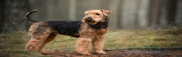 Airedale Terrier dogs for sale: Honey, Adult Airdale Terrier Bitch - Ad 1