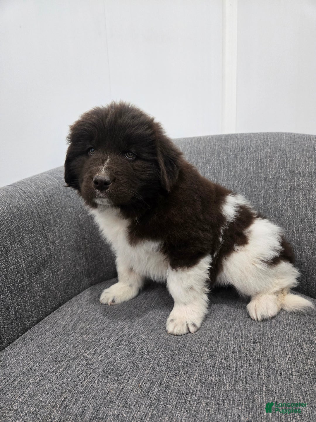 Newfoundland dogs for sale: Beauty  - Ad 6
