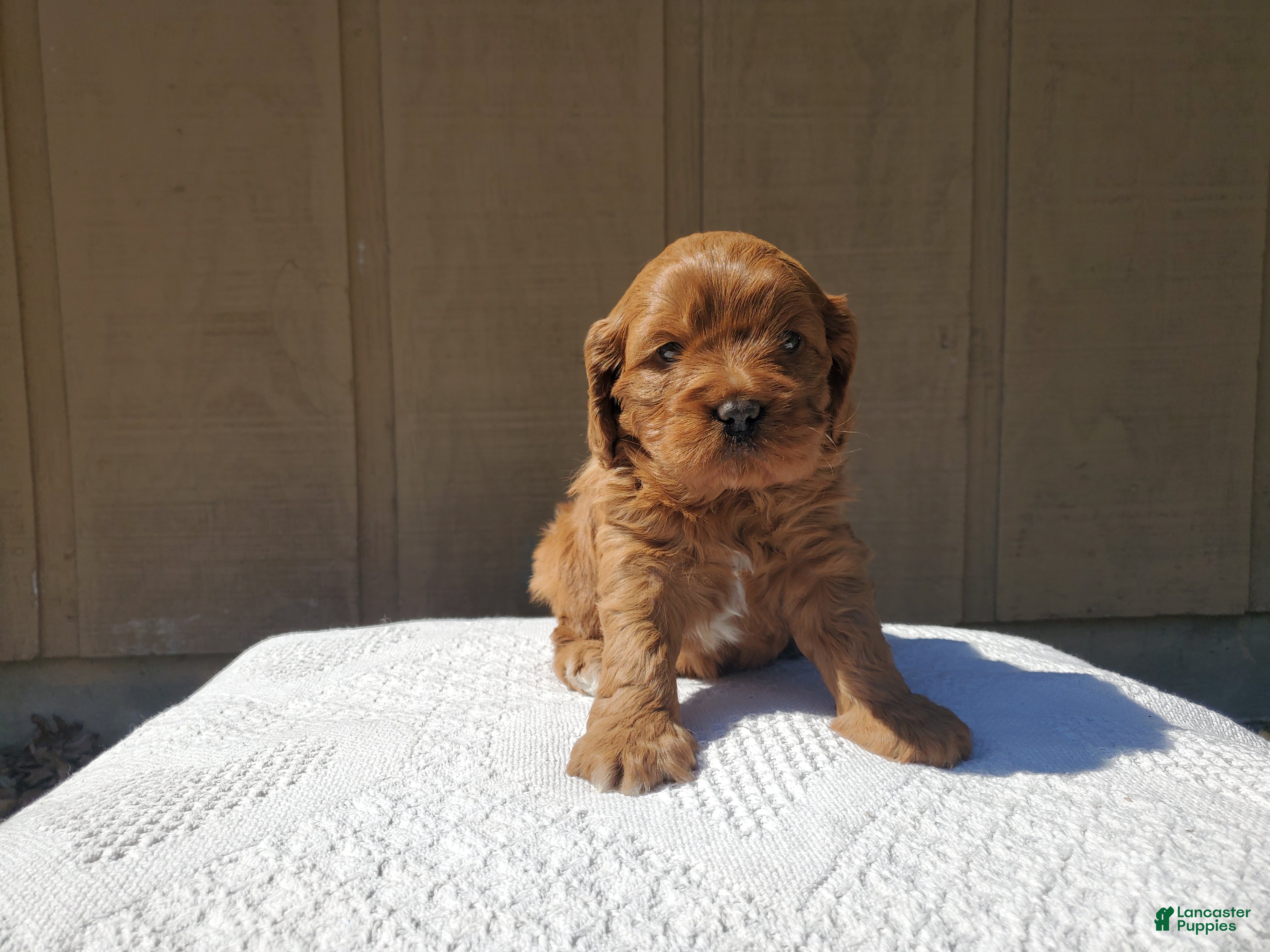 Cavapoo dogs Charlotte  - Ad 1