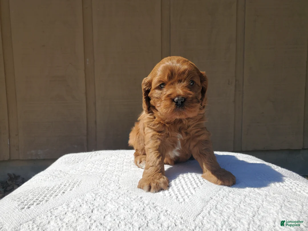 Cavapoo dogs for sale: Charlotte  - Ad 1