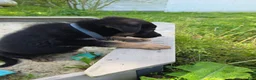 German Shepherd dogs for sale: Alex - Ad 9