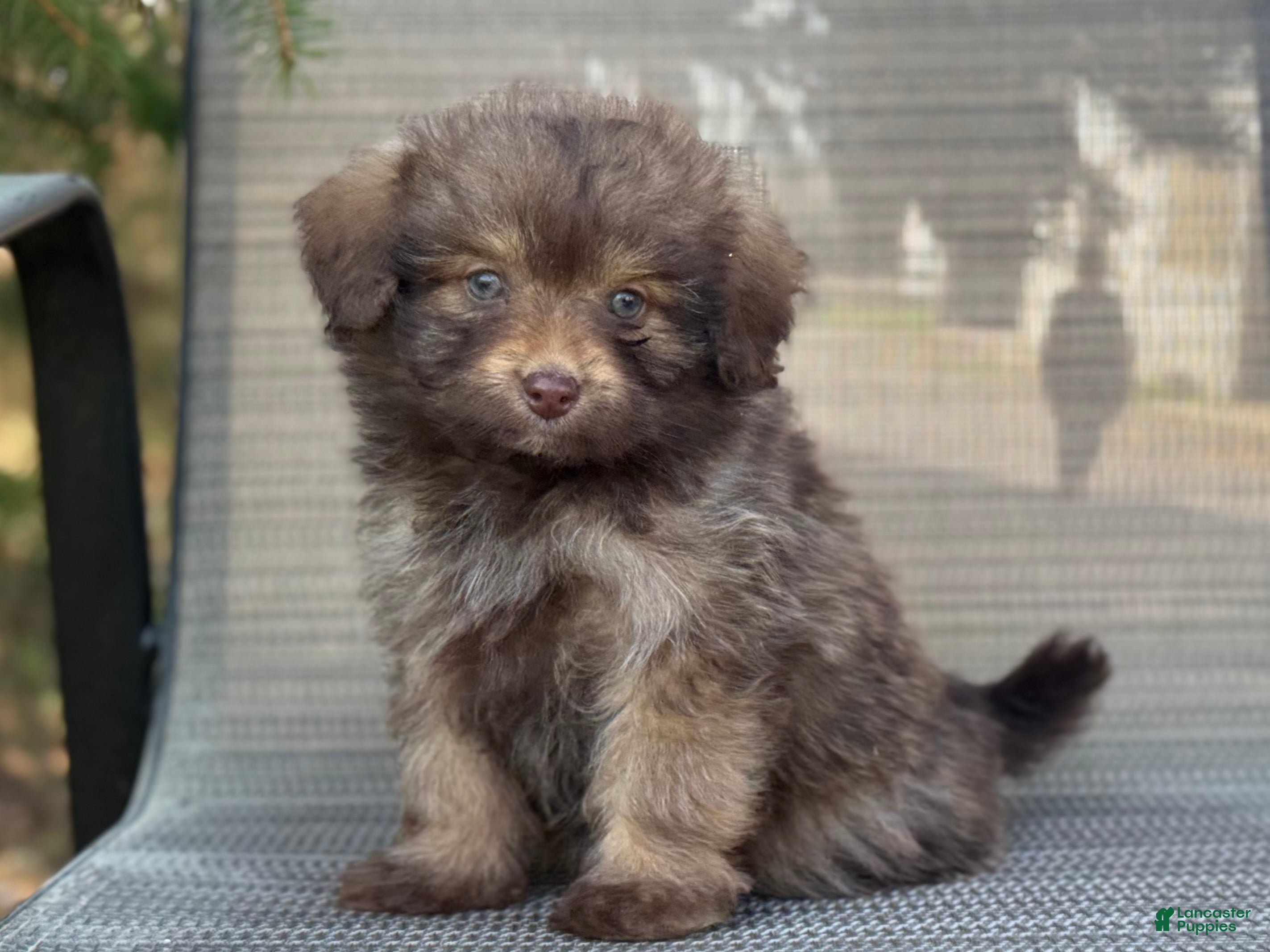 Pomapoo dogs Jacksom - Ad 2