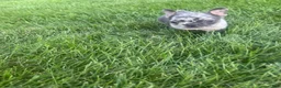 French Bulldog dogs for sale: Dex - Ad 2