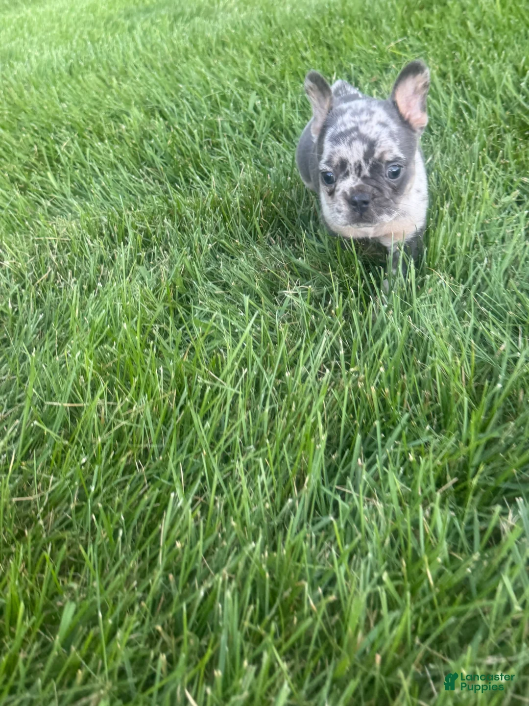 French Bulldog dogs for sale: Dex - Ad 2