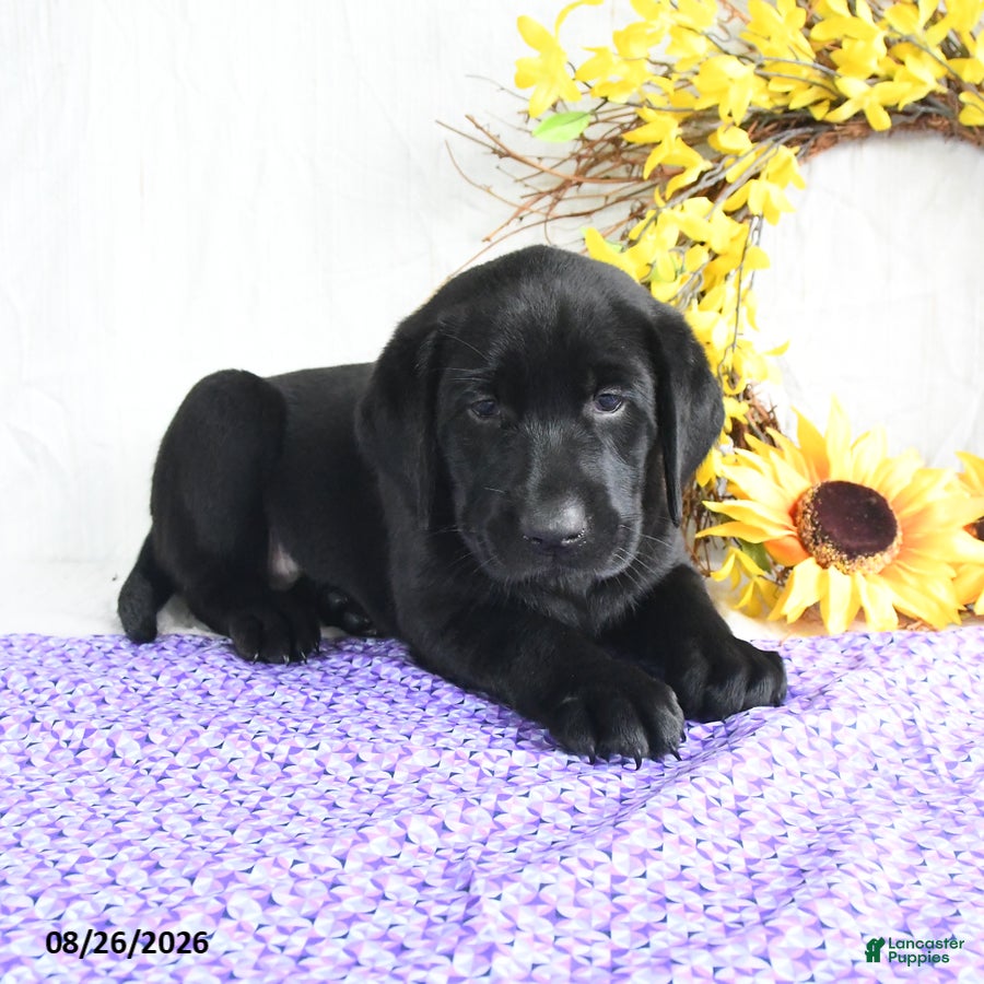 Labrador Retriever dogs Kami - Ad 2