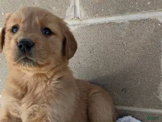 Golden Retriever dogs carhartt - Ad 40