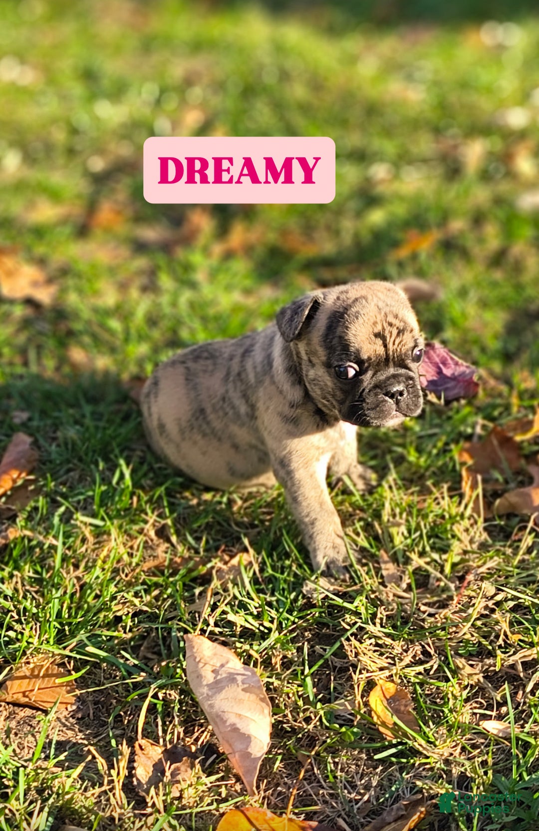 French Bulldog dogs for sale: French Bulldog Puppy 4 - Ad 1