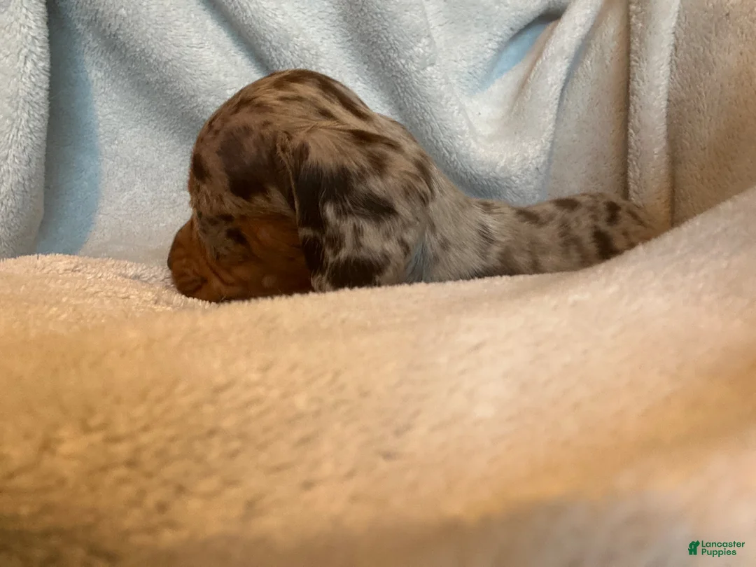Miniature Dachshund dogs for sale: Reese Cup - Ad 2
