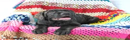 Cane Corso dogs for sale: Sadie - Ad 5
