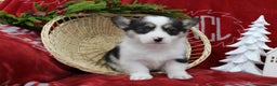 Welsh Corgi Pembroke dogs for sale: Bubbles - Ad 8
