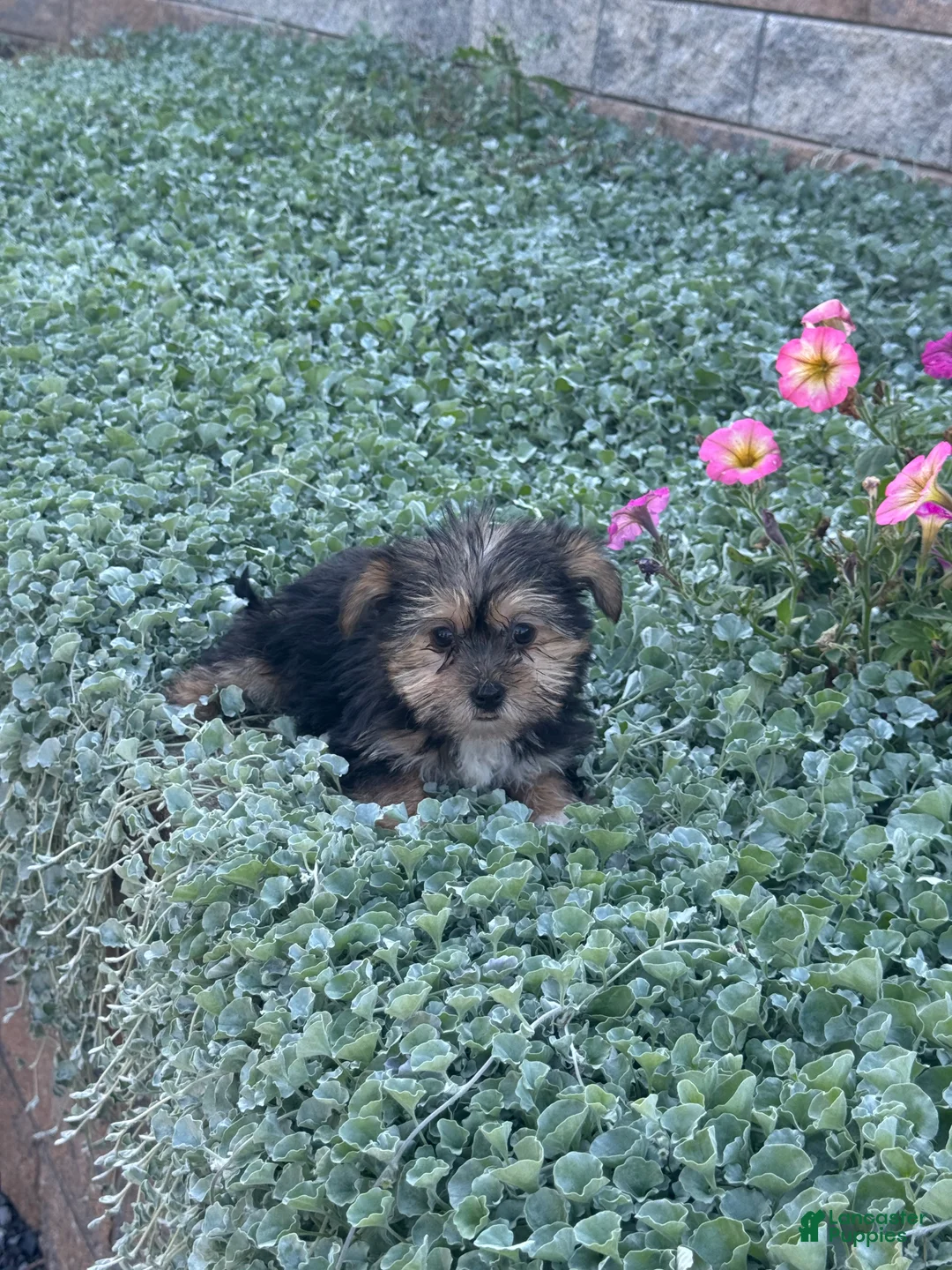 Shorkie dogs for sale: Abby - Ad 2