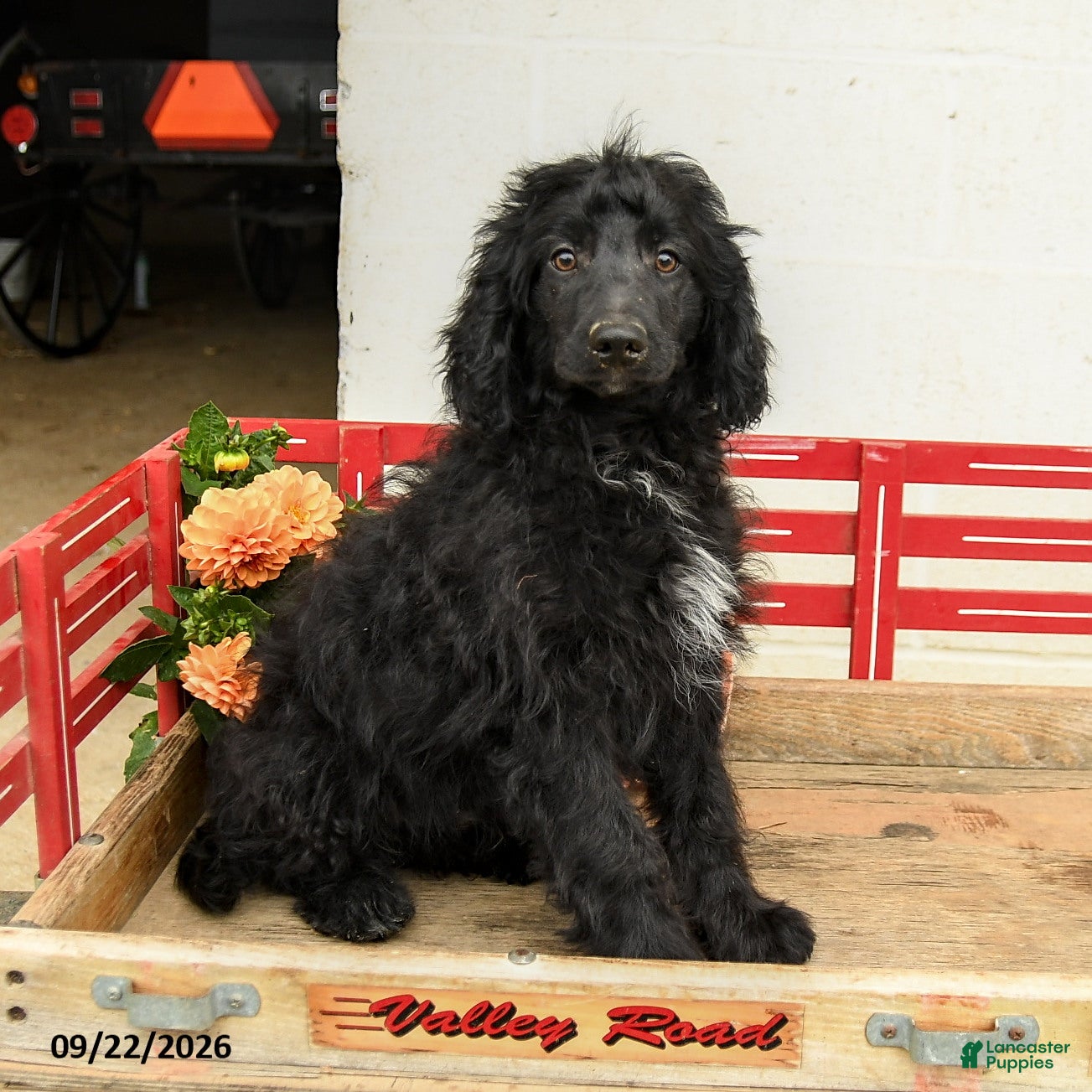 Mini Aussiedoodle dogs Aiden - Ad 1