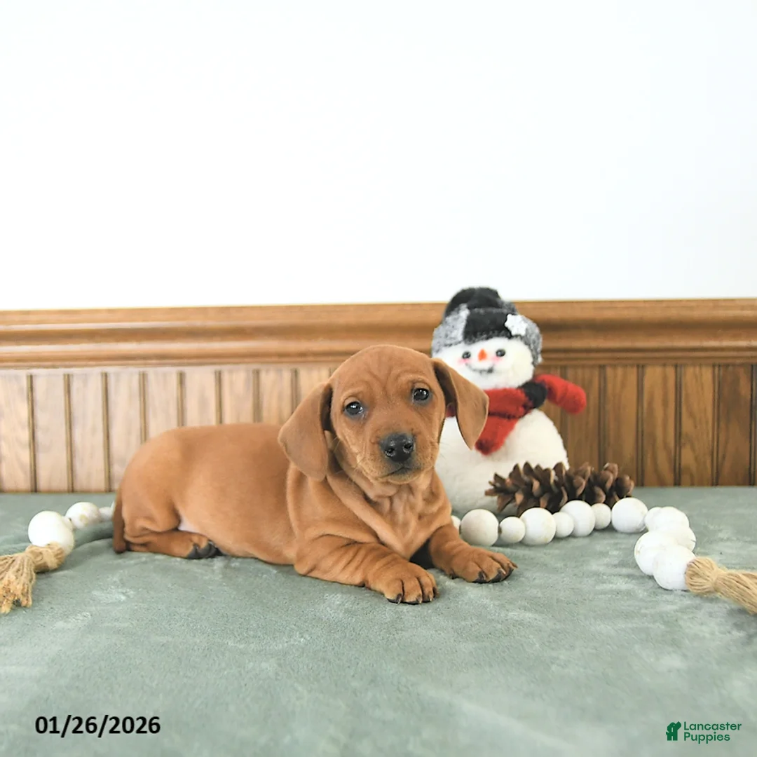 Miniature Dachshund dogs for sale: Beau - Ad 6