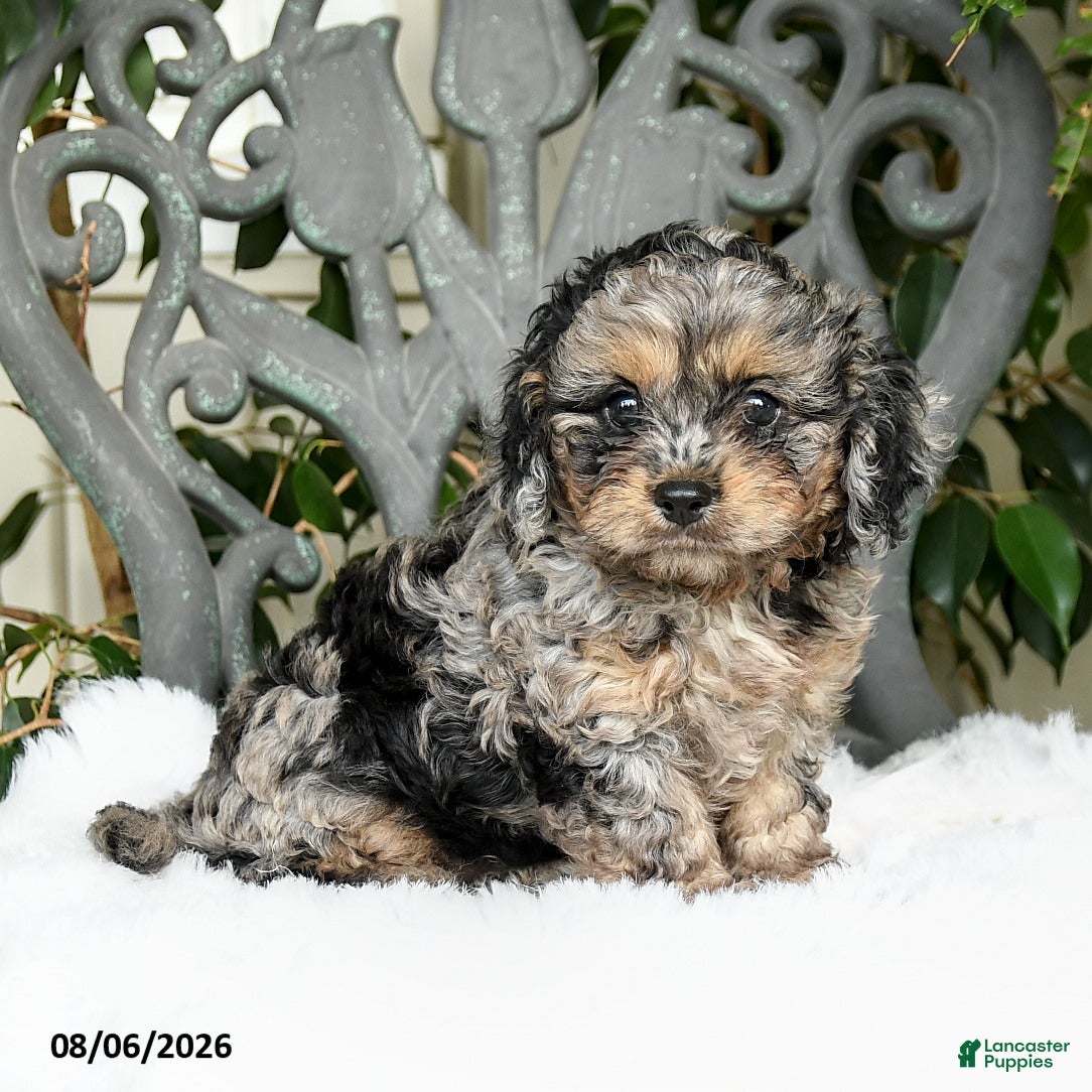 Cavapoo dogs Tippy - Ad 1
